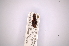  (Rhodobaenus bellus - INBIOCRI001307138)  @12 [ ] Copyright (2012) Angel Solis Instituto Nacional de Biodiversidad