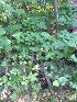  (Tilia x europaea - MD_CL4)  @11 [ ] Unspecified (default): All Rights Reserved  Unspecified Unspecified