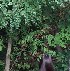 (Rhus typhina - MR_SS9)  @11 [ ] Unspecified (default): All Rights Reserved  Unspecified Unspecified