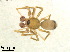  (Agyneta brevis - BL-10540Y-B01)  @13 [ ] CreativeCommons - Attribution Non-Commercial Share-Alike (2016) Alex Smith University of Guelph