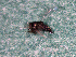  (Copidosoma sp - EE-4368-90 P3)  @12 [ ] Unspecified (default): All Rights Reserved  Unspecified Unspecified