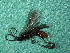  (Bassus binominatus - EE-335-93 P3)  @11 [ ] Unspecified (default): All Rights Reserved  Unspecified Unspecified