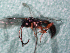  (Phaeogenes sp - EE-4951-89 P3)  @12 [ ] Unspecified (default): All Rights Reserved  Unspecified Unspecified