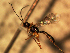  (Lissonota sexcincta - EE-2670-90 P3)  @14 [ ] Unspecified (default): All Rights Reserved  Unspecified Unspecified