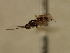  (Asobara sp - EE-9-84-B P1)  @11 [ ] Unspecified (default): All Rights Reserved  Unspecified Unspecified
