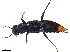  (Ocyolinus amethystinus - CCDB-30996-G02)  @13 [ ] CreativeCommons  Attribution Non-Commercial Share-Alike (2016) M. Alex Smith University of Guelph