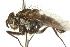  (Eucelatoria armigeraDHJ02 - DHJPAR0008655)  @11 [ ] Unspecified (default): All Rights Reserved  Unspecified Unspecified