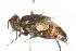  (Hemisturmia tenuipalpisDHJ01 - DHJPAR0008023)  @14 [ ] Unspecified (default): All Rights Reserved  Unspecified Unspecified