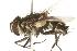  (Hemisturmia tenuipalpisDHJ02 - DHJPAR0008003)  @14 [ ] Unspecified (default): All Rights Reserved  Unspecified Unspecified