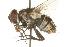 (Hyphantrophaga eliethcantillanoae - DHJPAR0007237)  @13 [ ] Unspecified (default): All Rights Reserved  Unspecified Unspecified