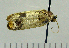  ( - ASTOR-11-0003)  @12 [ ] Unspecified (default): All Rights Reserved  Unspecified Unspecified