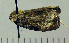  ( - ASTOR-11-0012)  @11 [ ] Unspecified (default): All Rights Reserved  Unspecified Unspecified