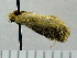  (Lepteucosma sp - ASTOR-11-0034)  @12 [ ] Unspecified (default): All Rights Reserved  Unspecified Unspecified