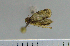  (Neocalyptis sp - ASTOR-11-0066)  @12 [ ] Unspecified (default): All Rights Reserved  Unspecified Unspecified