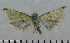  (Eupoecilia wegneri - ASTOR-11-0381)  @12 [ ] Unspecified (default): All Rights Reserved  Unspecified Unspecified