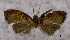  (Acleris compsoptila - ASTOR-11-0394)  @11 [ ] Unspecified (default): All Rights Reserved  Unspecified Unspecified