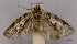  ( - ASTOR-11-0402)  @11 [ ] Unspecified (default): All Rights Reserved  Unspecified Unspecified