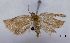  (Neocalyptis liratana - ASTOR-11-0481)  @13 [ ] Unspecified (default): All Rights Reserved  Unspecified Unspecified