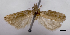  ( - ASTOR-11-0528)  @11 [ ] Unspecified (default): All Rights Reserved  Unspecified Unspecified