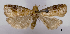  (Lepteucosma oxychrysa - ASTOR-11-0544)  @13 [ ] Unspecified (default): All Rights Reserved  Unspecified Unspecified