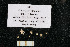  (Chitonaster johannae - JR275_EBS_40.4)  @11 [ ] Unspecified (default): All Rights Reserved  Unspecified Unspecified