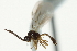  ( - 06-PROBE-4466)  @13 [ ] CreativeCommons - Attribution (2010) CBG Photography Group Centre for Biodiversity Genomics