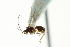  ( - 06-PROBE-4477)  @13 [ ] CreativeCommons - Attribution (2010) CBG Photography Group Centre for Biodiversity Genomics