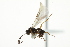  ( - 07PROBE-20380)  @13 [ ] CreativeCommons - Attribution (2010) CBG Photography Group Centre for Biodiversity Genomics