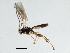 (Plectiscidea sp - 07PROBE-24358)  @13 [ ] CreativeCommons - Attribution (2009) Unspecified Centre for Biodiversity Genomics