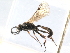  ( - 07PROBE-21730)  @13 [ ] CreativeCommons - Attribution (2009) Unspecified Centre for Biodiversity Genomics