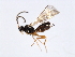  (Dinotrema jft02 - 07PROBE-21863)  @13 [ ] CreativeCommons - Attribution (2009) Unspecified Centre for Biodiversity Genomics