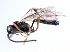  ( - 07PROBE-22051)  @13 [ ] CreativeCommons - Attribution (2009) Unspecified Centre for Biodiversity Genomics