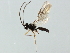  (Alysia jft01 - 07PROBE-22254)  @13 [ ] CreativeCommons - Attribution (2009) Unspecified Centre for Biodiversity Genomics