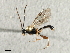  ( - 07PROBE-22656)  @13 [ ] CreativeCommons - Attribution (2009) Unspecified Centre for Biodiversity Genomics