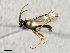  (Synodites lineiger - 07PROBE-22657)  @13 [ ] CreativeCommons - Attribution (2009) Unspecified Centre for Biodiversity Genomics