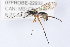  (Phytodietus vulgaris - 07PROBE-22932)  @14 [ ] CreativeCommons - Attribution (2009) Unspecified Centre for Biodiversity Genomics