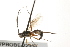  ( - 07PROBE-22950)  @13 [ ] CreativeCommons - Attribution (2009) Unspecified Centre for Biodiversity Genomics
