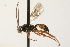  (Trematopygus helleni - 07PROBE-22961)  @14 [ ] CreativeCommons - Attribution (2009) Unspecified Centre for Biodiversity Genomics