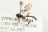  ( - 07PROBE-22744)  @13 [ ] CreativeCommons - Attribution (2009) Unspecified Centre for Biodiversity Genomics