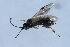  ( - 07PROBE-23832)  @12 [ ] CreativeCommons - Attribution (2010) Unspecified Centre for Biodiversity Genomics