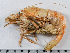  ( - HMSC174_01173)  @11 [ ] by-nc-sa  Unspecified Huntsman Marine Science Centre