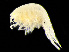  (Gitana nr. abyssicola - HMSC174_01213)  @11 [ ] by-nc-sa  Unspecified Huntsman Marine Science Centre