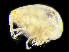  ( - HMSC174_01214)  @11 [ ] by-nc-sa  Unspecified Huntsman Marine Science Centre