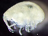  ( - HMSC174_01214)  @11 [ ] by-nc-sa  Unspecified Huntsman Marine Science Centre