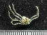  (Anoplodactylus lentus - HMSC174-01570)  @11 [ ] by-nc-sa  Unspecified Huntsman Marine Science Centre