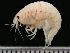  (Wecomedon terranovae - HMSC174_01720)  @11 [ ] by-nc-sa  Unspecified Huntsman Marine Science Centre