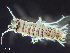  ( - HMSC174_01821)  @11 [ ] by-nc-sa  Unspecified Huntsman Marine Science Centre