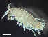  ( - HMSC174_01823)  @11 [ ] by-nc-sa  Unspecified Huntsman Marine Science Centre