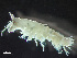  ( - HMSC174_01824)  @11 [ ] by-nc-sa  Unspecified Huntsman Marine Science Centre