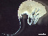  ( - HMSC174_01907)  @11 [ ] by-nc-sa  Unspecified Huntsman Marine Science Centre